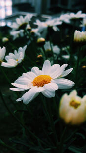 Daisies
